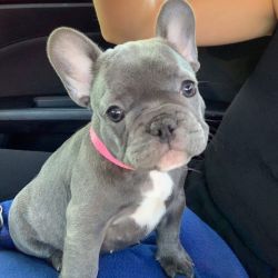 French Bulldog Ready For Adoption 