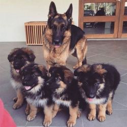 erman Shepherd 