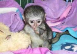 Tamed Capuchin Monkey For Sale 